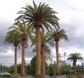 Phoenix canariensis - palmier gant exotique plein soleil 15m